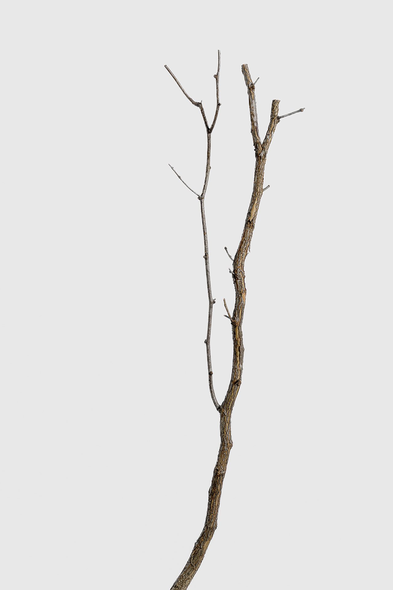 「Memorial Tree」, Wood, 설치; 140X55X37(cm), 2023